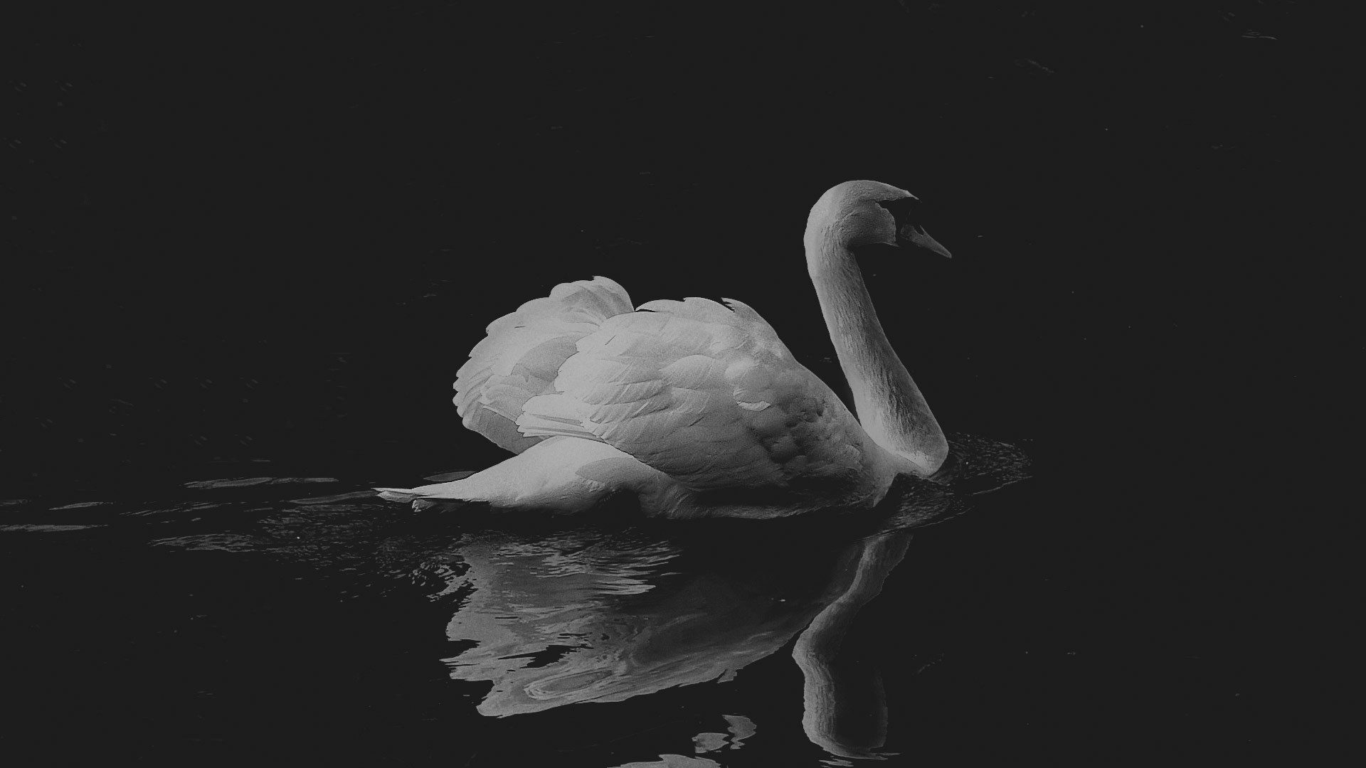 elegant swan