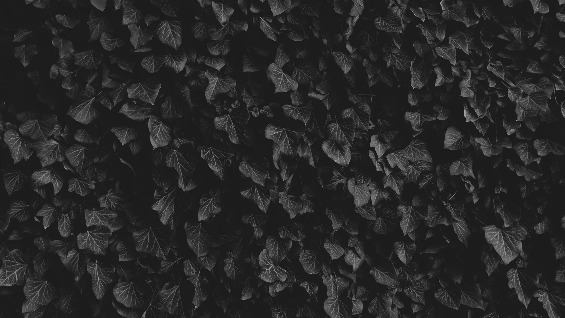 leaves black and white